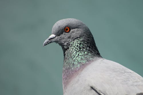 pigeon