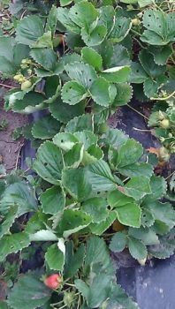 plants in a field with holes