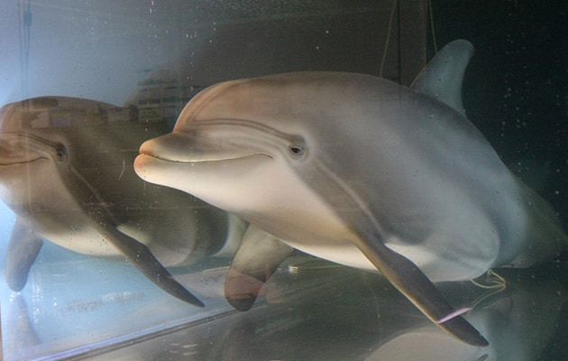Robot Dolphin That Could Replace Captive Animals At Theme Parks One Day