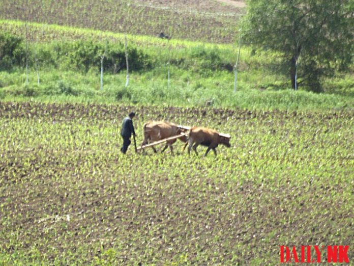 A farmer in North Hamgyong Province, North Korea uses oxen to work the land.