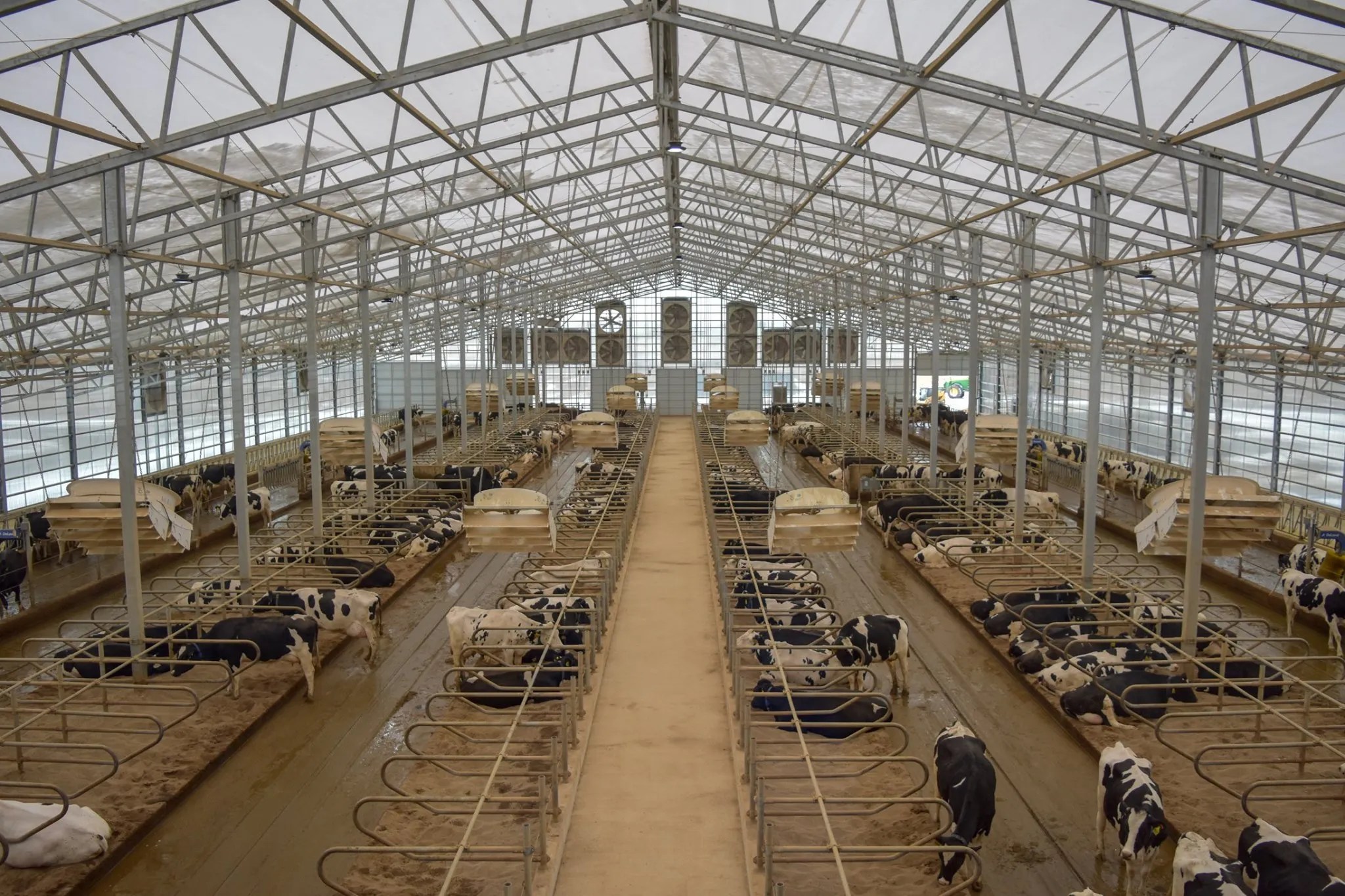 From the observation deck, visitors can watch the normal traffic and activities of the milking herd below, including how they enter and exit the robotic milkers.