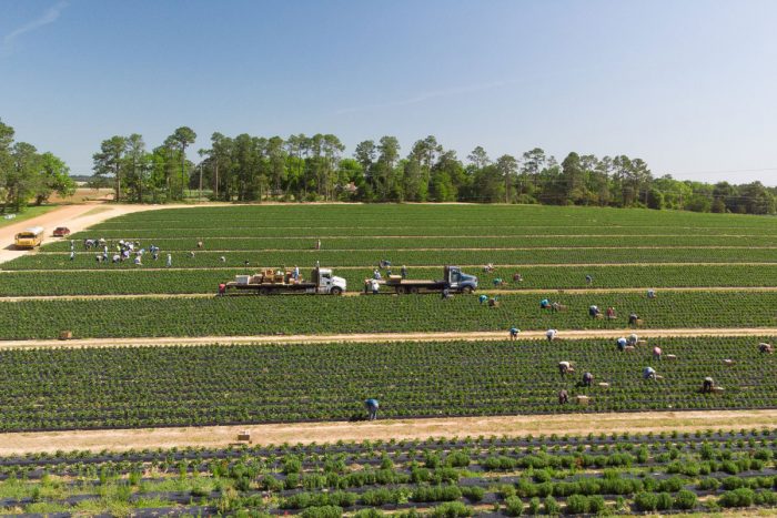 Farmworkers pick strawberries at Lewis Taylor Farms in Fort Valley, GA. (USDA photo by Lance Cheung)