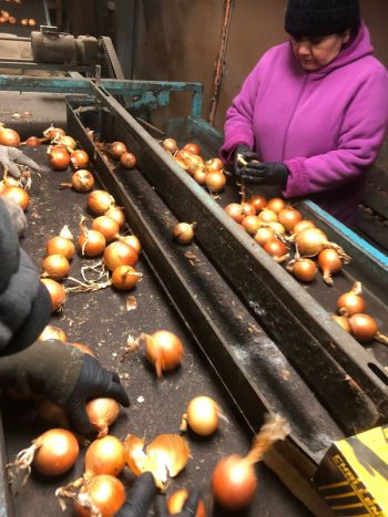 A worker in Chris Pawelski's onion farm warehouse, preparing onions for packing