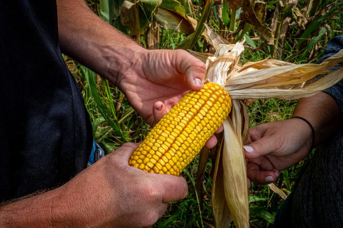 examining ears of corn (USDA/FPAC photo by Preston Keres)