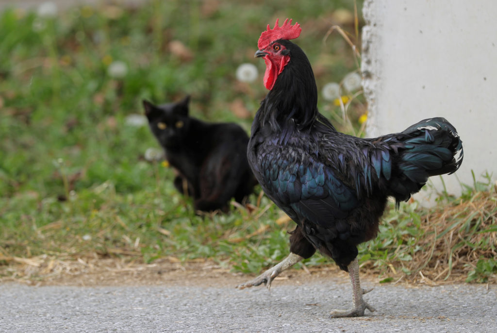 A cock walks by cat at Siegfried Marth's organical breeding farm in Hagensdorf, Austria, October 17, 2018. Photo by REUTERS/Heinz-Peter Bader