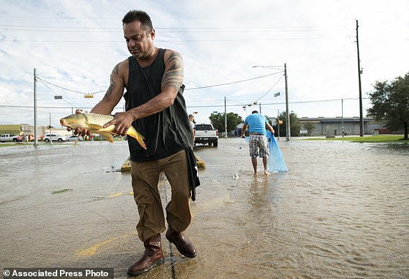 FILE - In this Aug. 29, 2017 file photo, Javier (no last name given) catches a carp in the middle of Brittmoore Park Drive in west Houston after the Addicks Reservoir overflowed due to days of heavy rain after Hurricane Harvey. On average, during the past 30 years there have been more major hurricanes (those with winds of more than 110 mph), they have lasted longer and they produced more energy than the previous 30 years, according to an Associated Press analysis of storm data. (Jay Janner/Austin American-Statesman via AP)