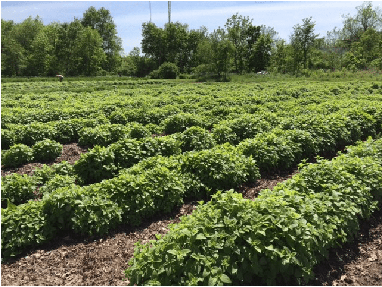 The Stevenses own Four Elements Organic Herbals, a 130-acre farm in North Freedom, where they grow over 200 varieties of herbs to make wellness products.