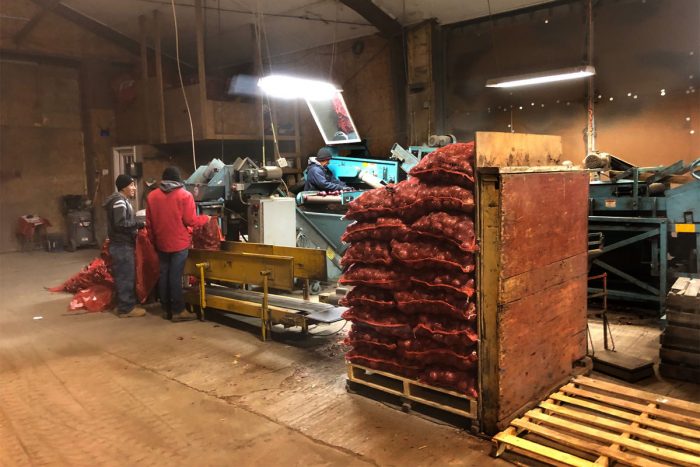 Workers loading onions at the onion farm