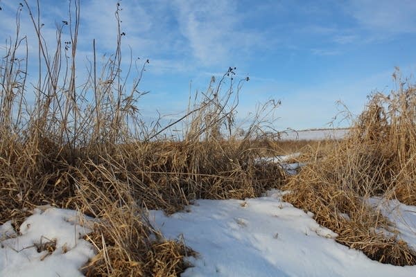 Grass stands in a farm field. 