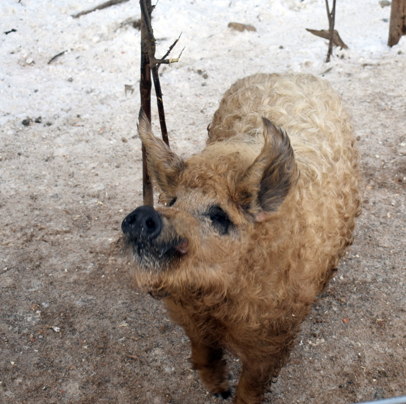 A Mangalitsa pig at Switchback Farm in Nobleboro. (Alexander Violo photo)