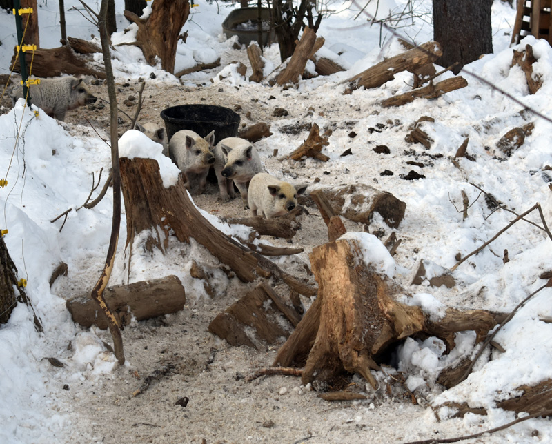 Mangalitsa piglets at Switchback Farm in Nobleboro. The piglets were born around Christmas 2019, according to farmer Matthew Sturtevant. (Alexander Violo photo)