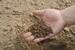 A soil nourished with microbes is fertile and gives better yield of any crop