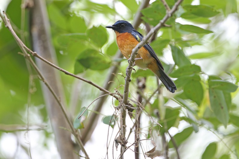 Togian Jungle-flycatcher, a small blue and yellow songbird in a tree