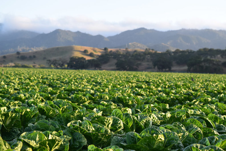 A field of crops with hills in the distance.