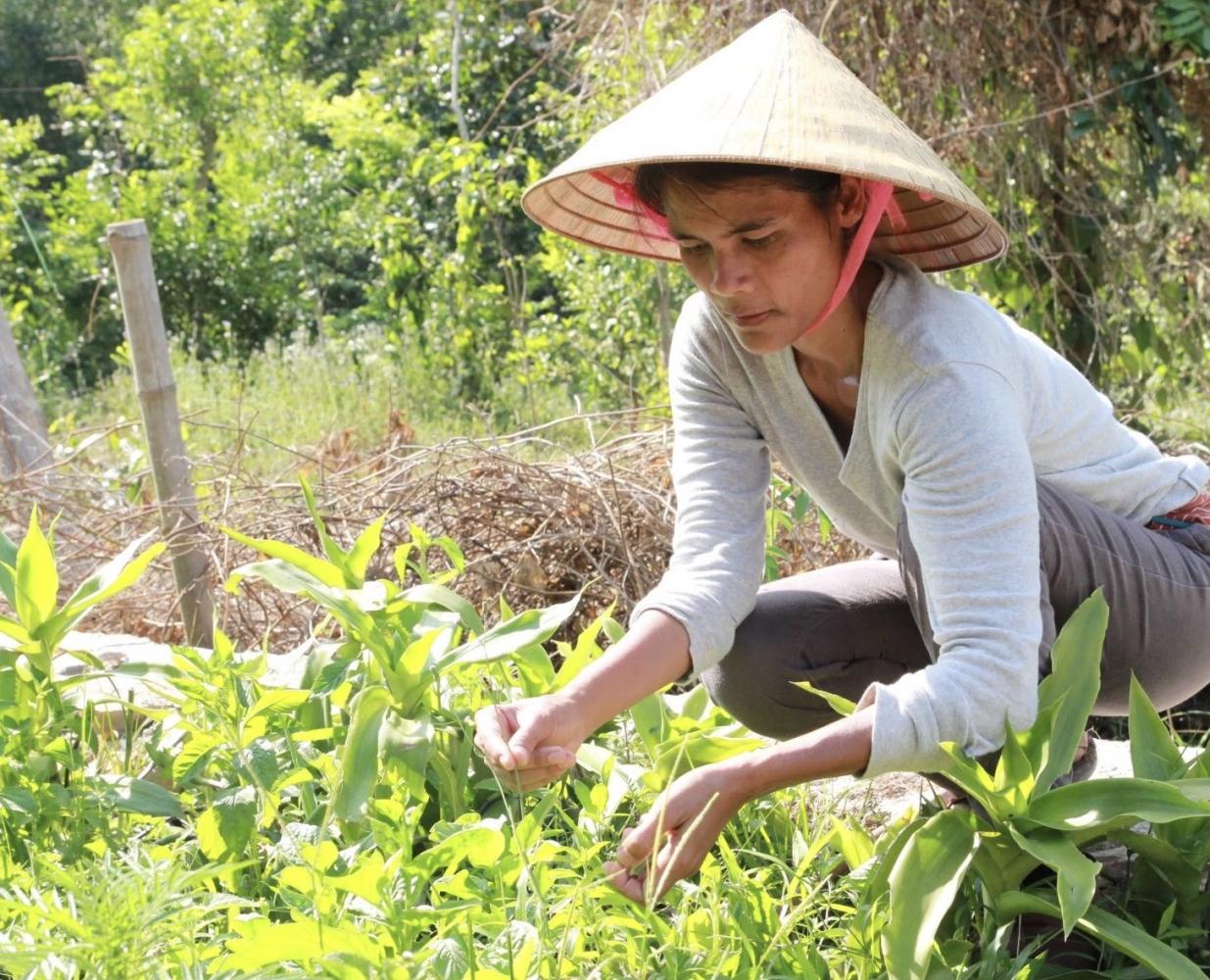 Ms Pavinee picks seeds of 'pak kad nok kao' indigenous lettuce for the seed bank.