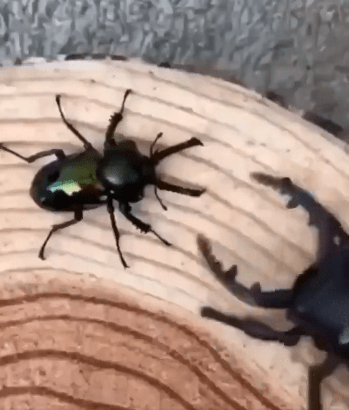 A viral video shows a live beetle (left) wrestling with a giant robot one