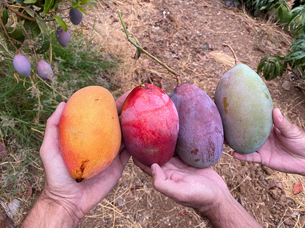 Osteen mangoes